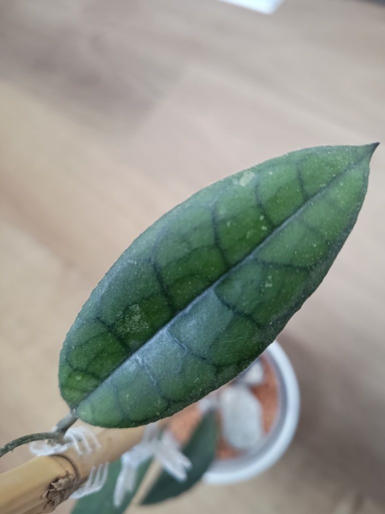 Hoya hoja clemensiorum indonesia