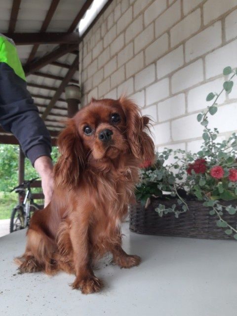 Cavalier King Charles spaniel pies dorosły