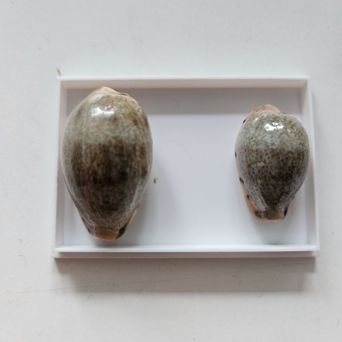 Porcelanka zestaw 2 sztuki