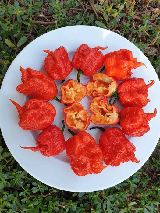 Продам насіння Carolina Reaper Red/ Кароліна Ріпер Червоний
