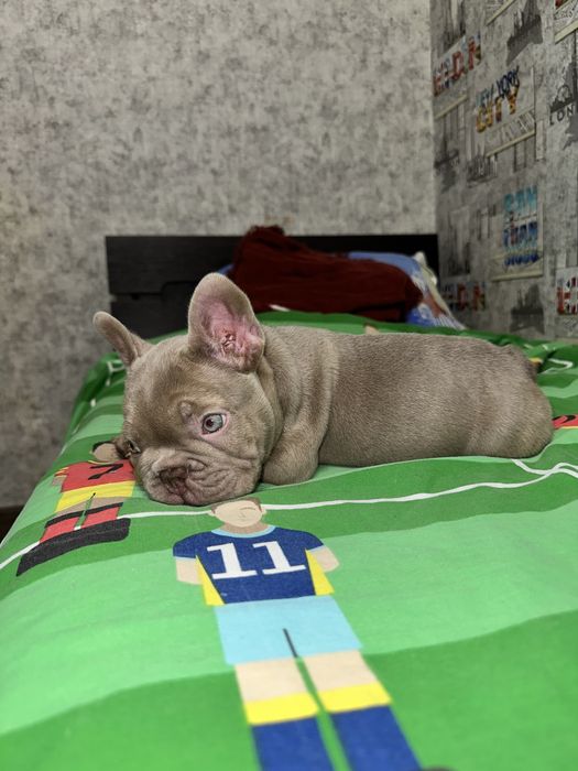 Хлопчин новотипний