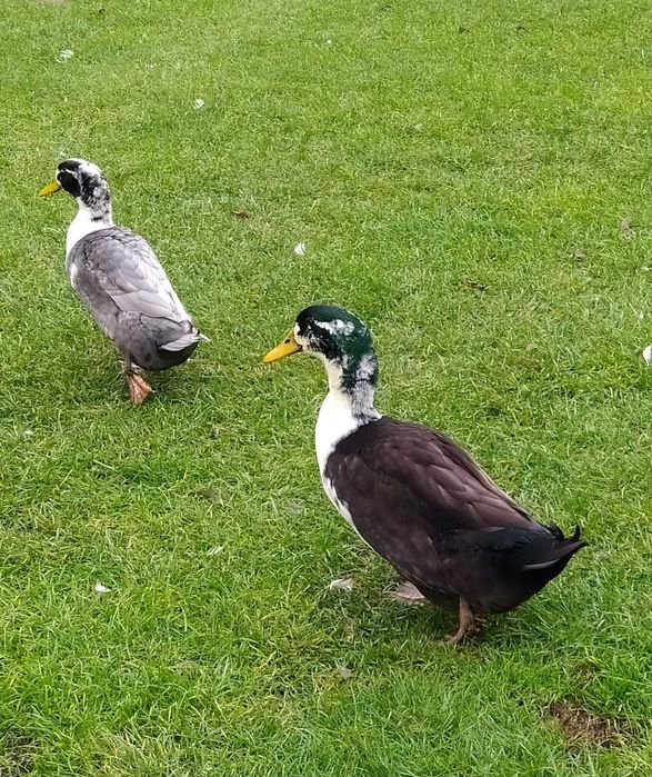 Kaczki piżmówki i mix staropolskie/dworka 2025r