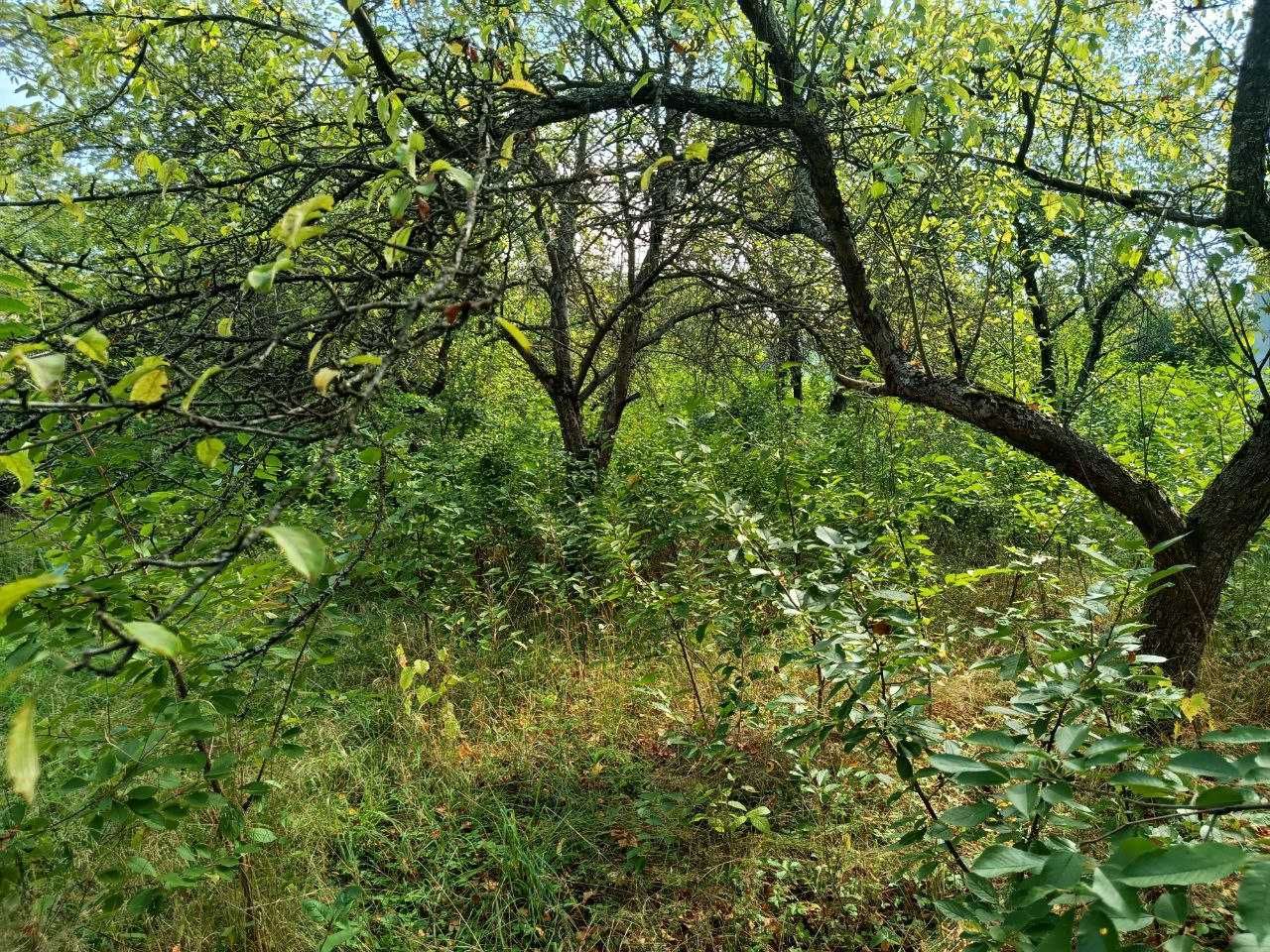 Продам 4,5-сот під садівництво Соколовский масив