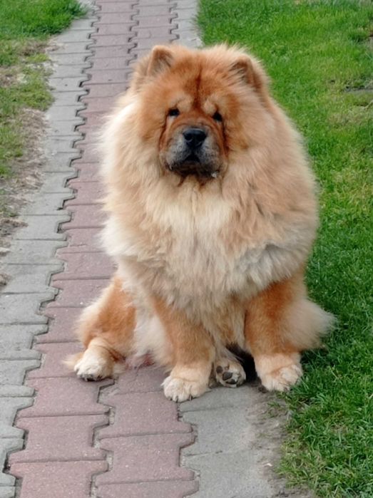 Chow Chow piesek z rodowodem ZKwP/FCI