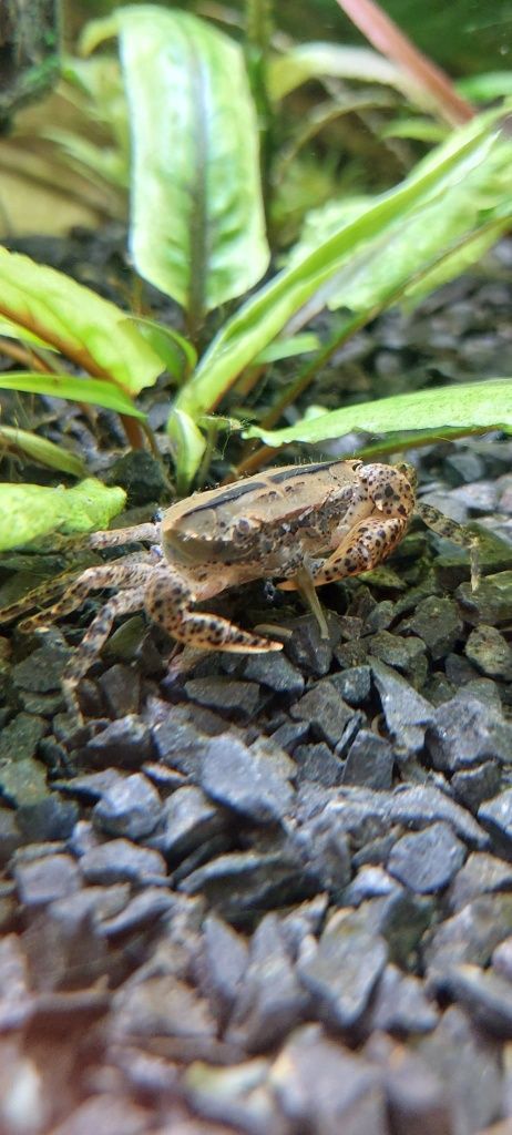 Krab Mekhong  młode