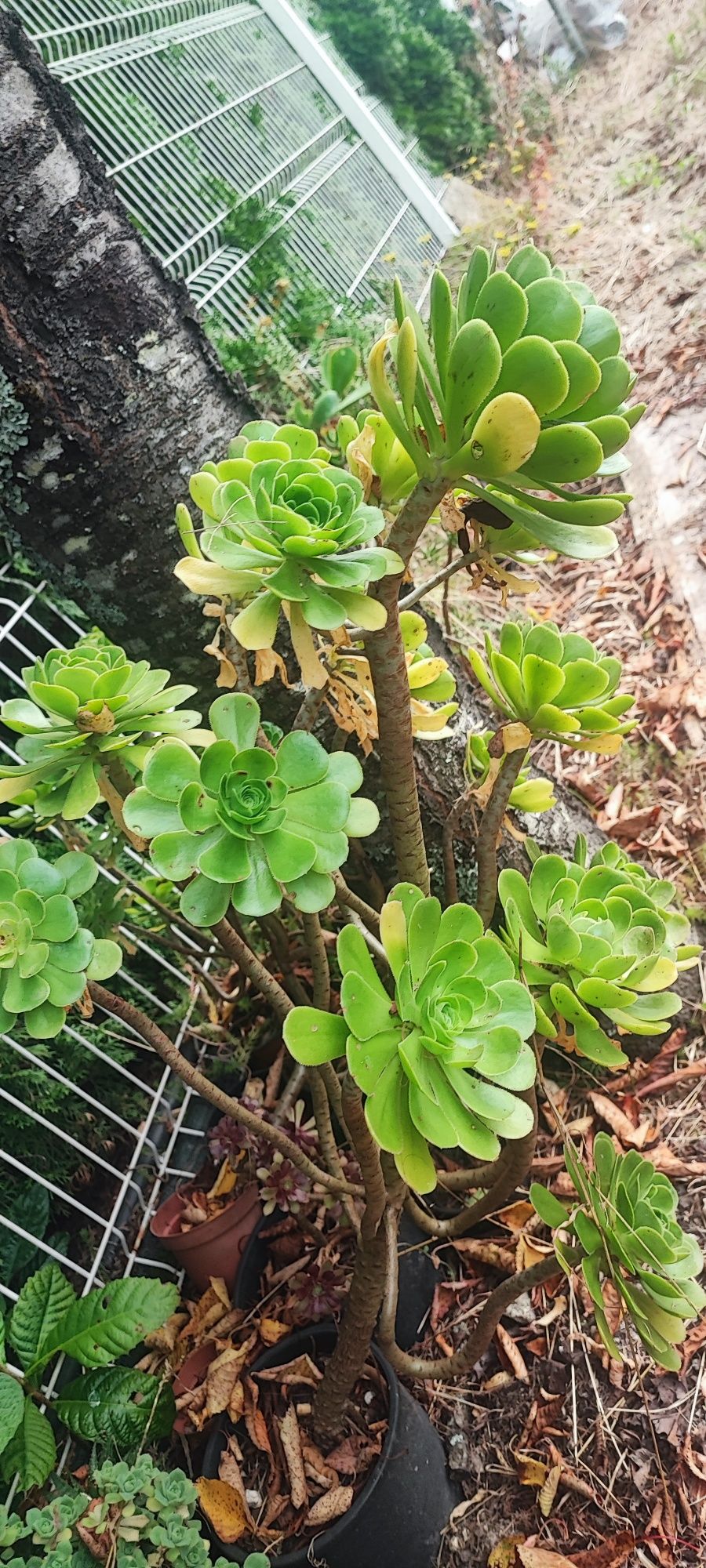 Planta suculenta
