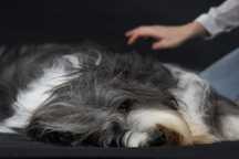 Salon groomingu (fryzjer) i hotel dla psów i kotów - Shaggy Dog