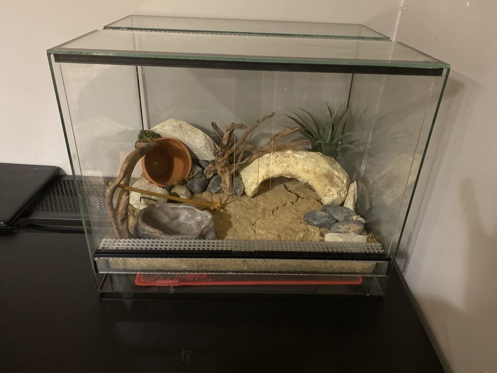 Terarium dla gekona