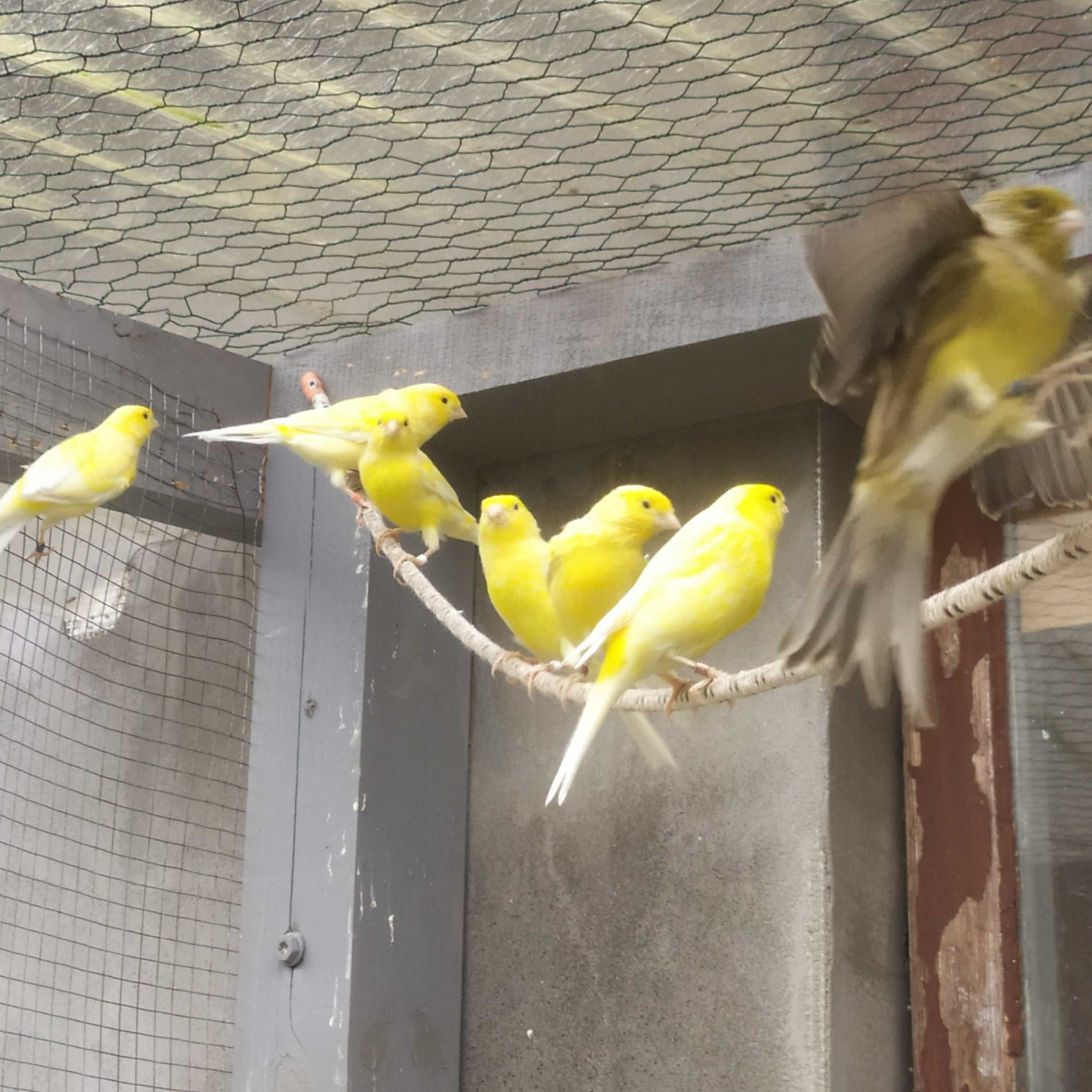 Kanarki żółte samce i samice