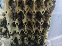 Karaczan argentyński, dubia 2cm 50szt