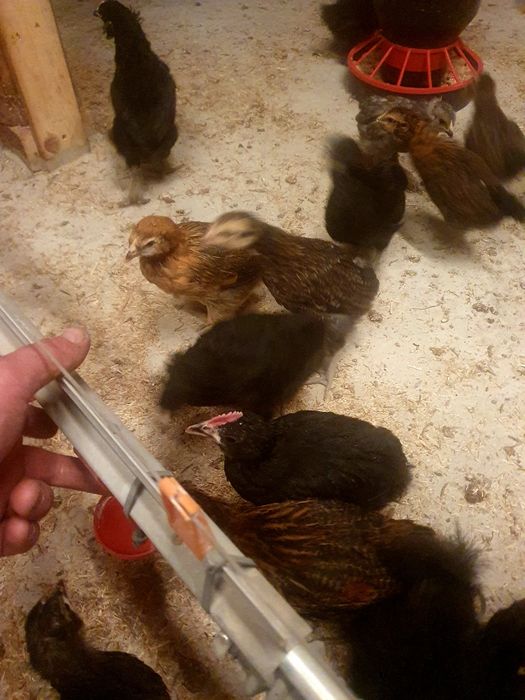 Kura kury aracuany naturalne ekologiczne araucany pisklaki araucany