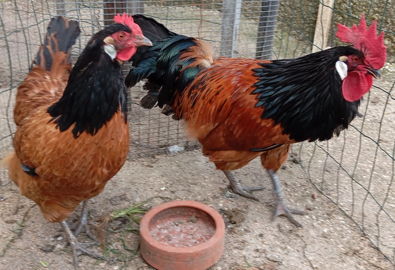 Aves Ornamentais Vorwerk