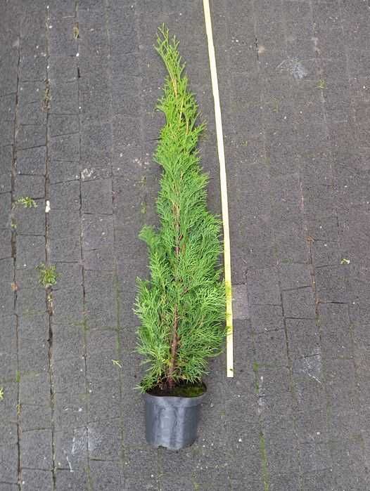 Tuja Thuja Szmaragd 90-100 cm doniczka WYSYŁKA pobranie