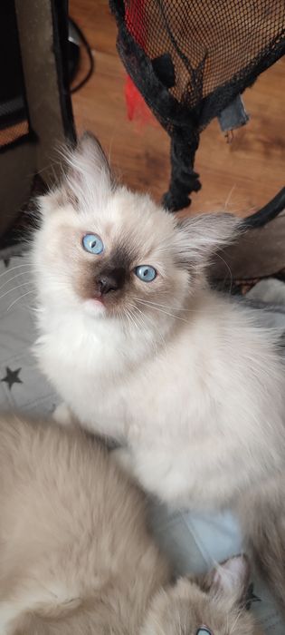 Ragdoll  koteczek seal mitted  rodowód międzynarodowy TICA