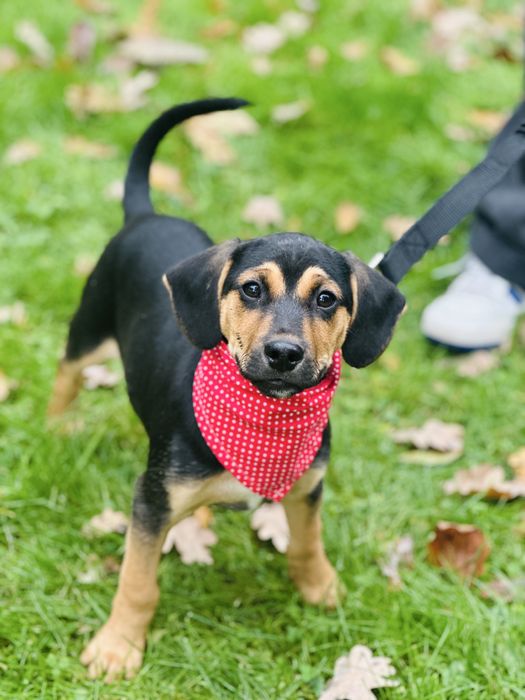 Cudny Fredi szuka domku