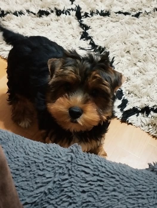 Yorkshire terrier - piesek szczeniak