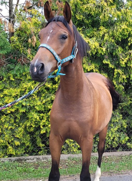 Piękna klacz do sportu po Quanan Rouge