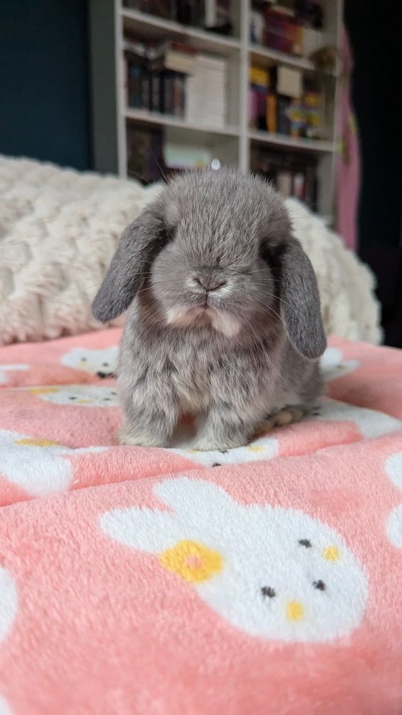 Króliki miniaturki rasy MINI LOP małe karzełki baranki