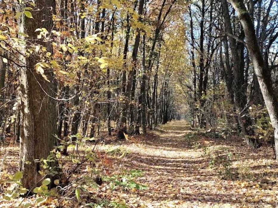 Участок для дома на опушке большого леса Андреевка Бориспольский р-н