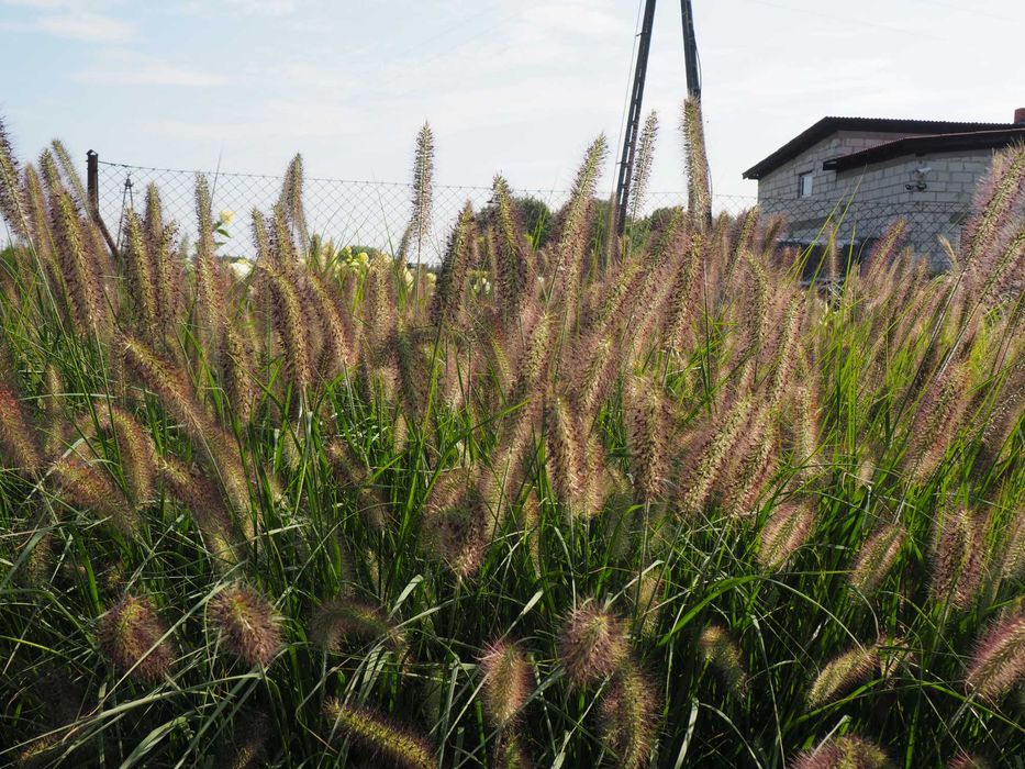Laurowiśnia rozkrzewiona doniczka 5litrów
