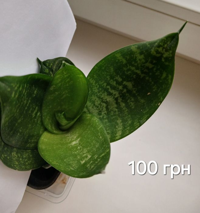 Рослини кімнатні