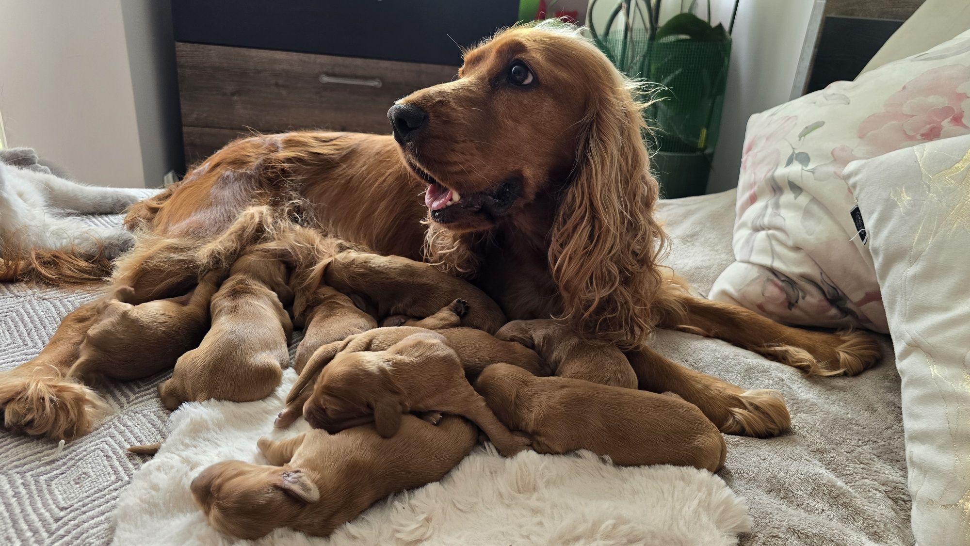 Cocker spaniel angielski