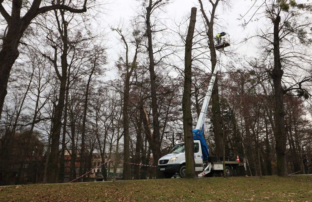 Wynajem Podnośnika, Wycinka i Pielęgnacja Drzew, Usługi Rębakiem BRZEG