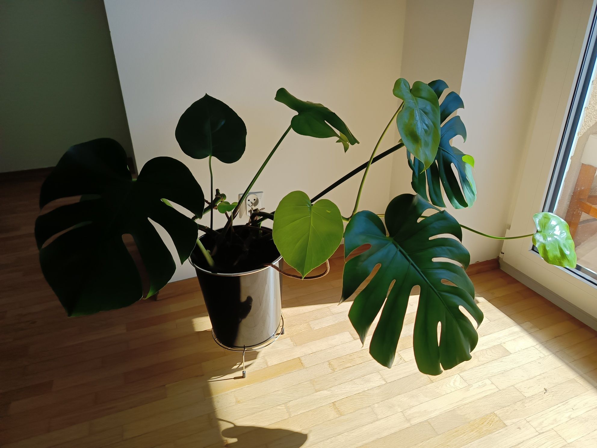 Duża Monstera roślina doniczkowa