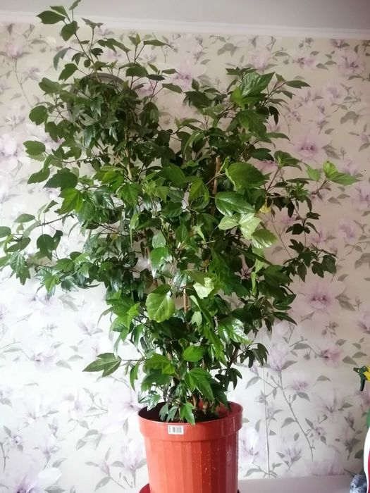 гигантское дерево гибискус китайская роза 1, 6 метра