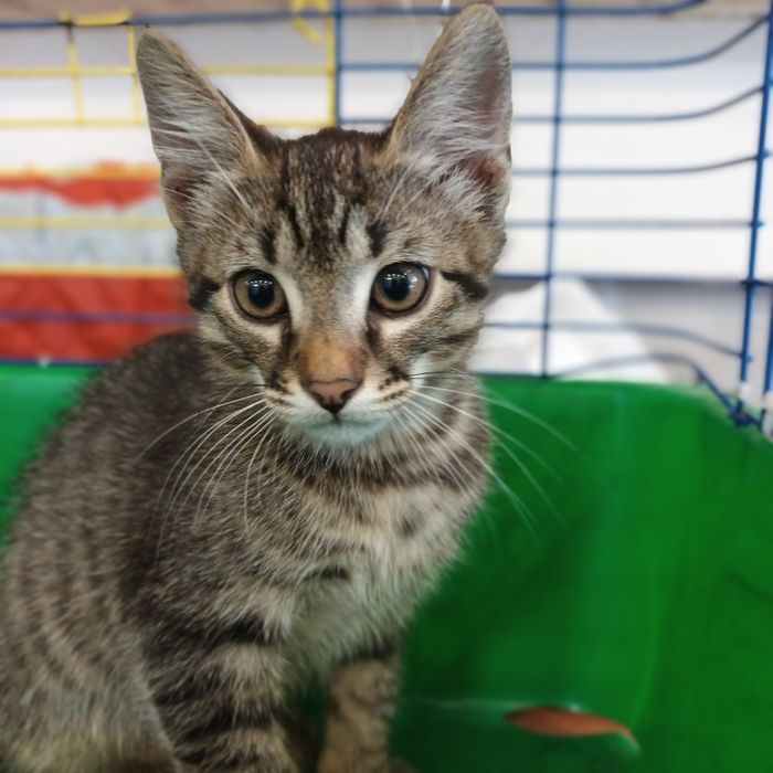 Котенок мальчик 3 мес