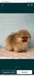 Piesek pomeranian. Color creamowo sobolkowy