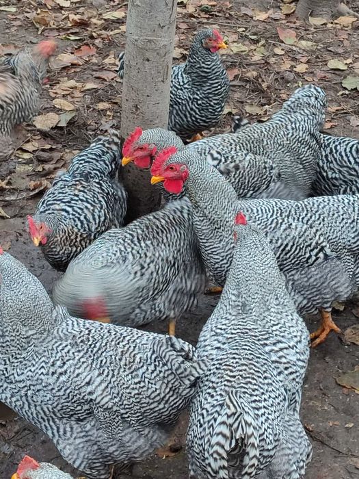 Кури породи амрокс