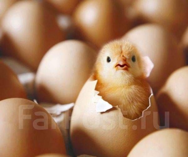 Продаж яйце інкубаційне редбро