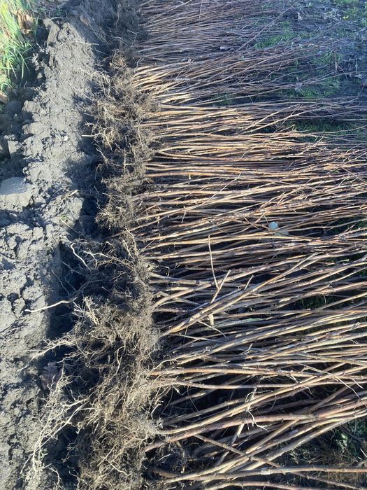 Sadzonki malin-jesiennej/letniej