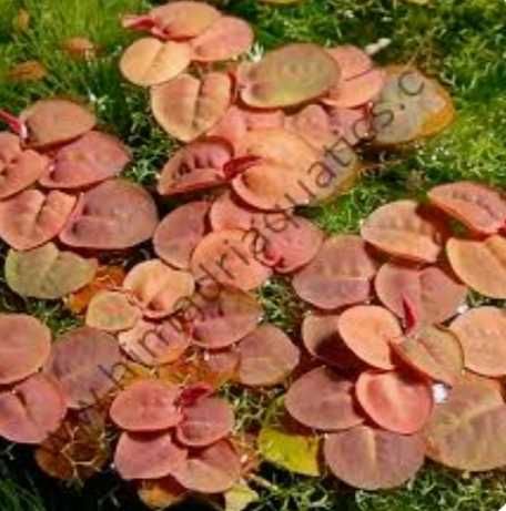 Phyllanthus Fluitans czerwony