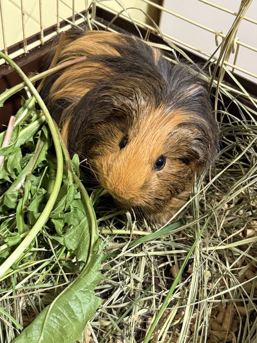 Морська свинка шелсі