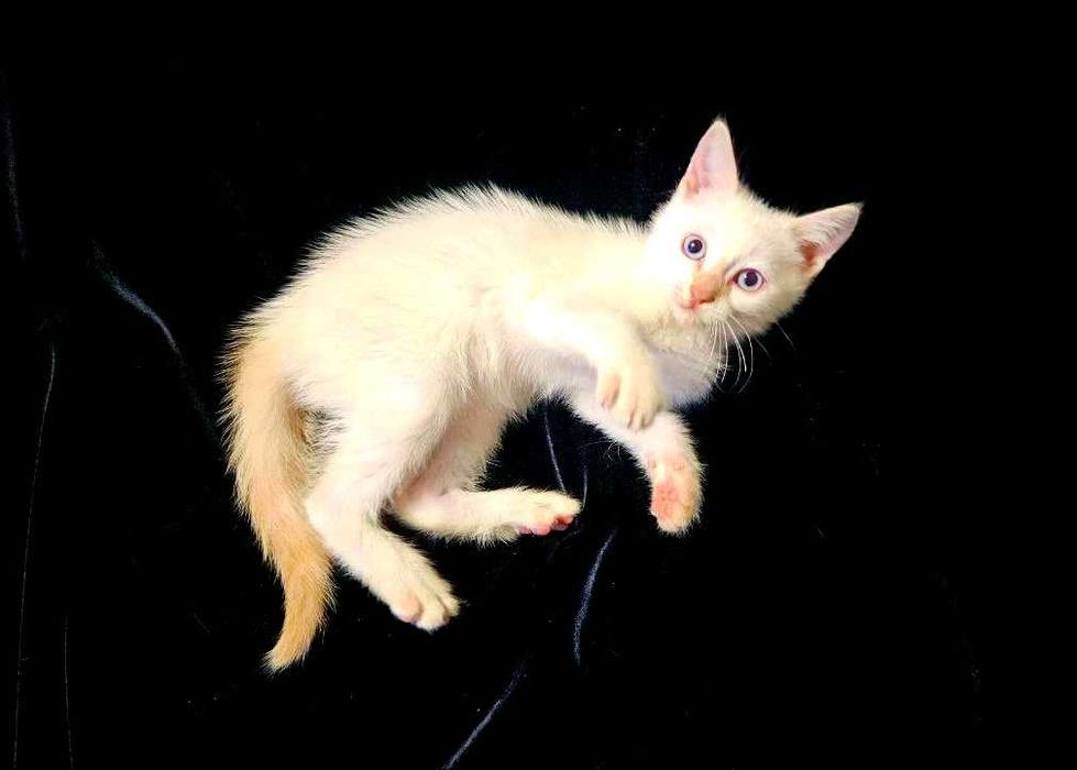 Чистокровный тайский котенок  ред  поинт.