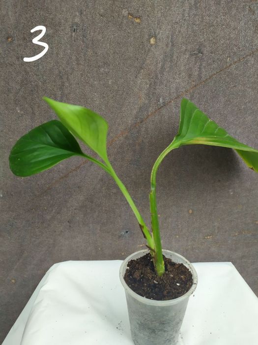 Монстера Фрідріхшталя []Monstera Friedrichstha]lii