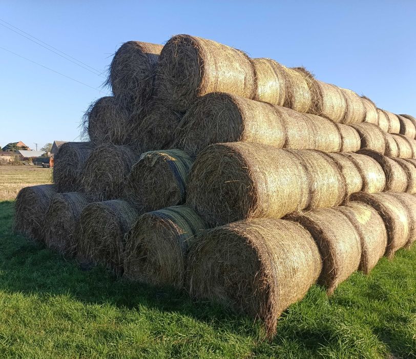 Siano w stogu 2025