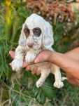 Vendo Cachorro Setter