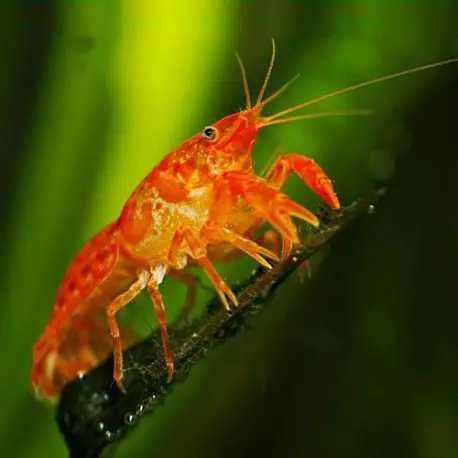 GB Rak, Raczek Pomarańczowy - dowóz ryb!