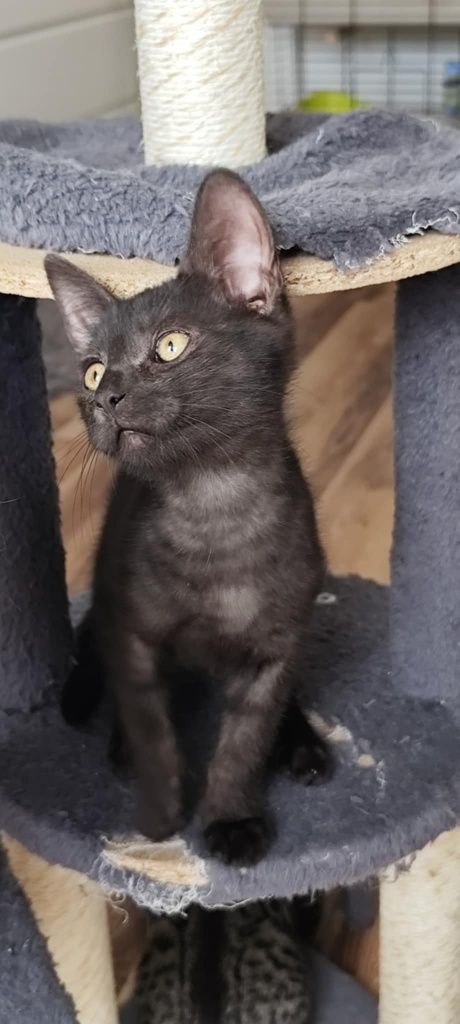 Michaś cudowny kotek do adopcji