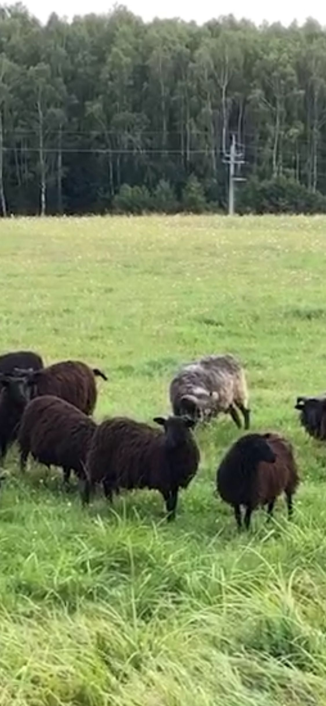 Sprzedam Owce wrzosówka