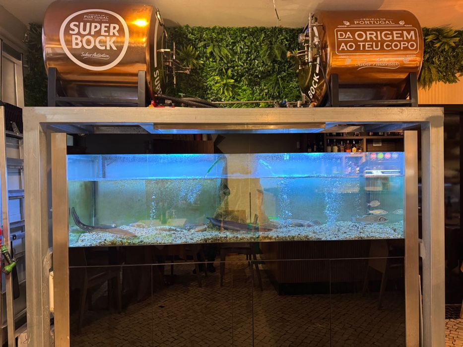 Aquário marisco água salgada