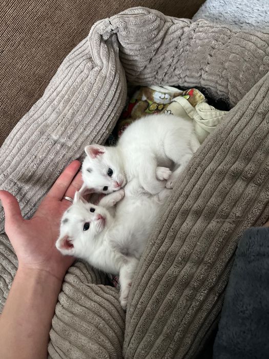 Віддаю двох кішечок