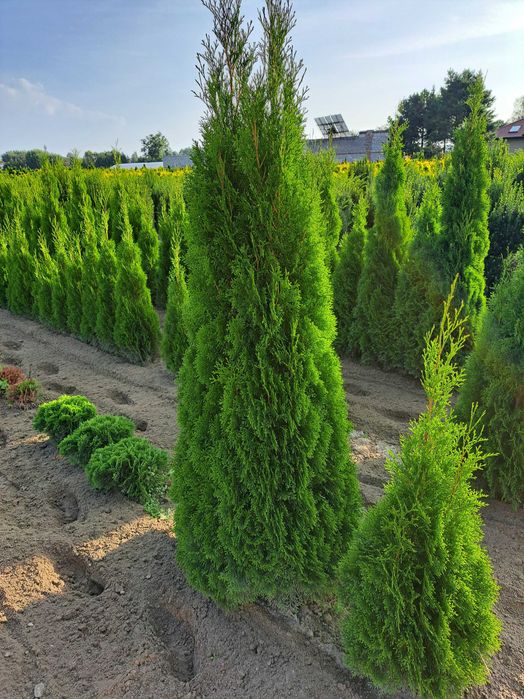 Tuja Szmaragd z gruntu