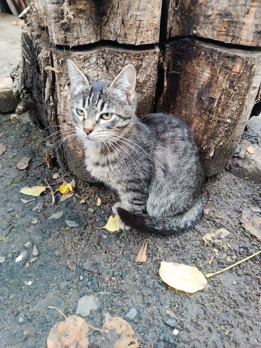 Кошенята - 2 КОТИКИ в добрі руки