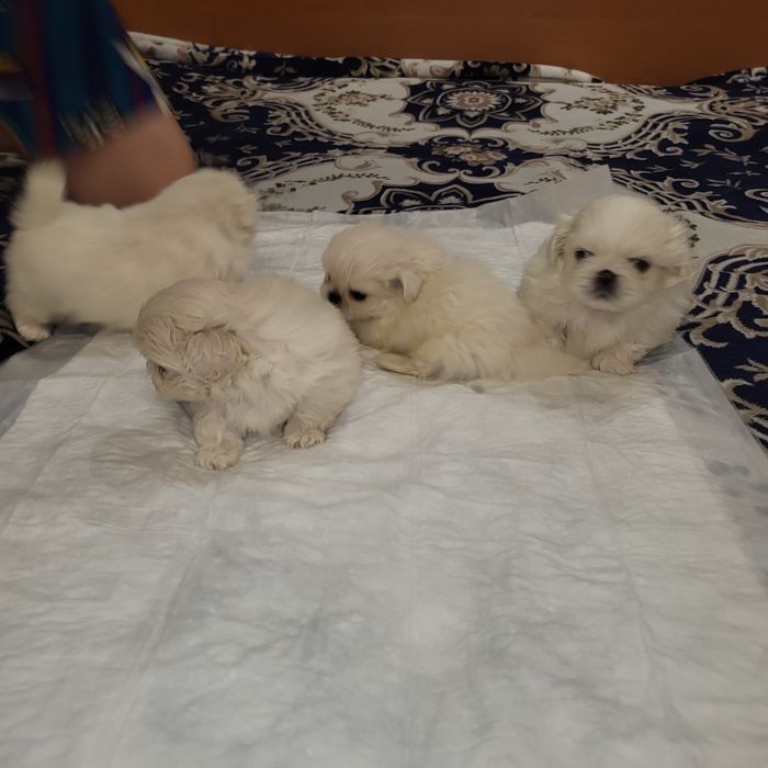 Цуценята пекінес