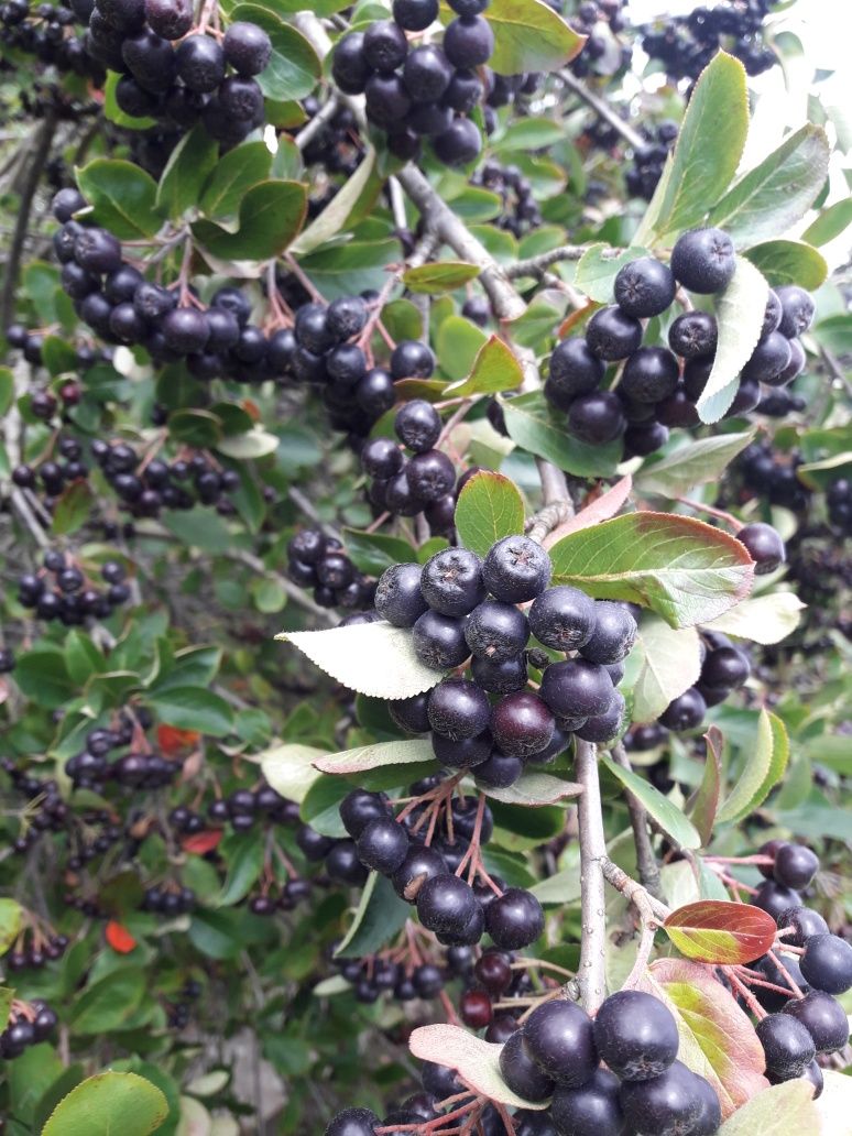 Aronia ekologiczna  z własnego  ogródka