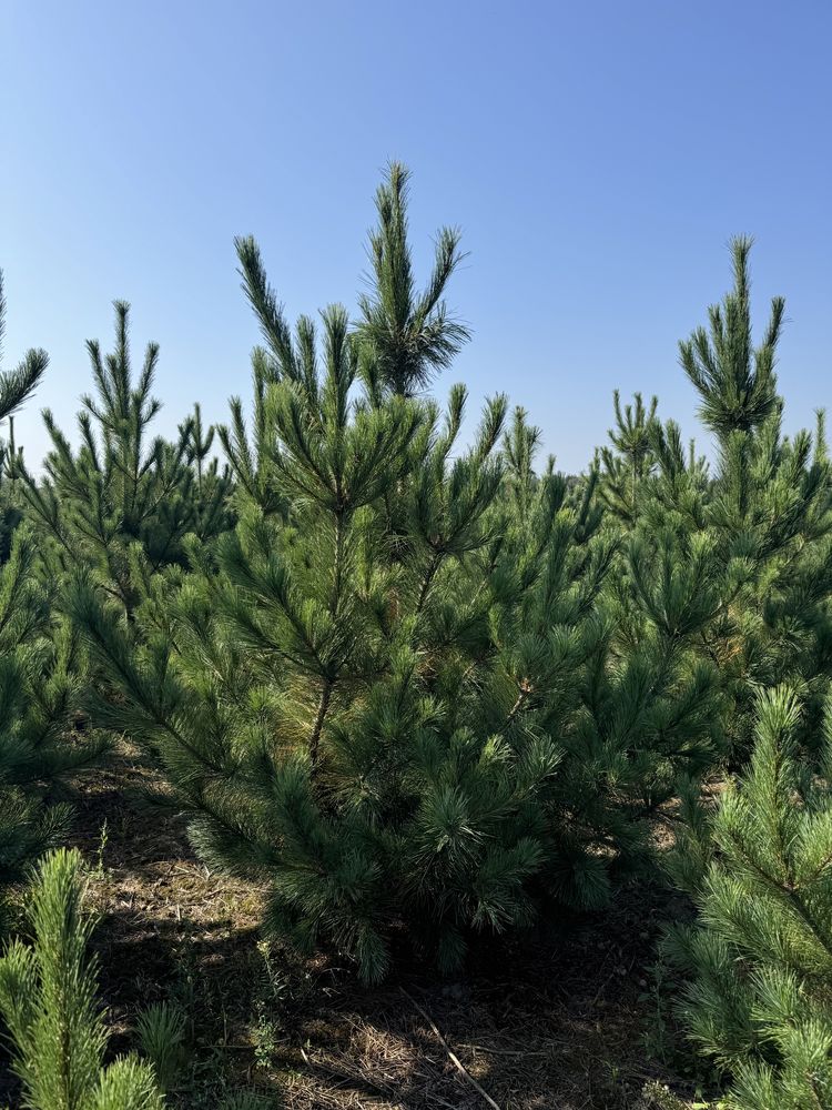 Sosna Rumelijska z bryłą z plantacji wys. 1.8-2.0m Sadzenie Transport